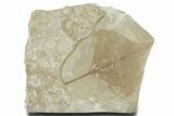 Detailed Fossil Leaf (Populus) - Green River Formation, Utah #356106-1